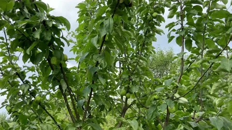 Apple tree and green apples Stock Footage 202287873