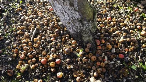 Apple tree and many fallen rotting fruit under it. Stock Photos