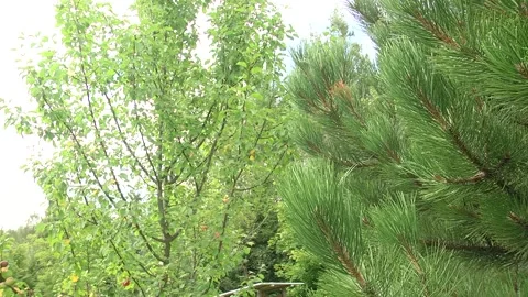 Apple tree and pine in the farm garden. Stock Footage 100331574