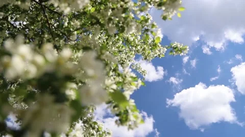 Apple tree and the sky Stock Footage 146574163