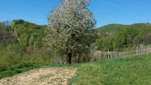 Apple tree and vineyard, aerial shot 動画素材 88818607