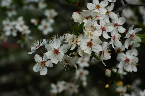 Apple tree, apple blossoms, spring in the garden Stock Photos
