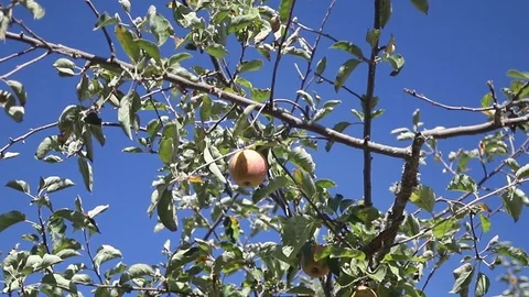 Apple tree with apple on blue sky Video stock 116737344
