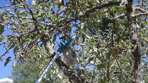 Apple tree with apple on blue sky Video stock 116737458