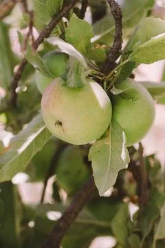 Apple tree with Apple Stock Photos