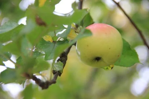 Apple tree with an apple Stock Photos