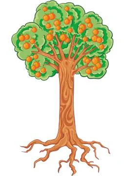 Apple tree with apples and roots, isolated object on a white background, vect Stock Illustration