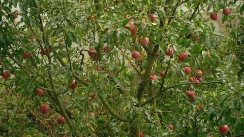 Apple tree. Apples on the apple tree close-up. Ripe red apples in the garden Stock Footage 98733509