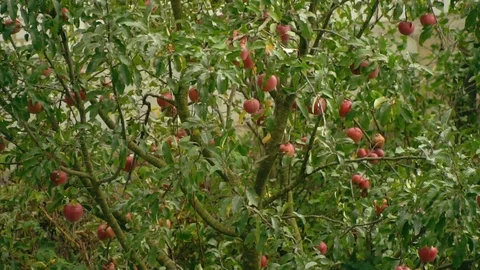 Apple tree. Apples on the apple tree close-up. Ripe red apples in the garden Video stock 98774685
