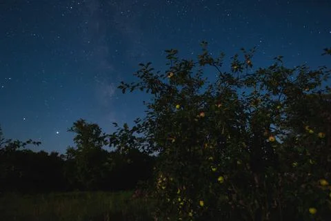 Apple tree with apples on the background of the night starry sky on a summer  Stock Photos