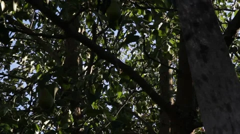 Apple tree with apples Stock Footage 65926959