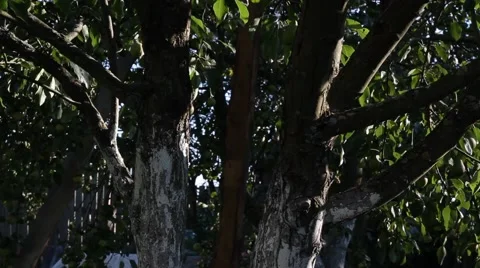 Apple tree with apples Video stock 65927334