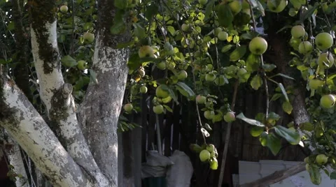 Apple tree with apples Video stock 65927862