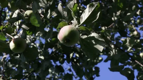 Apple tree with apples Video stock 65928804