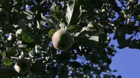 Apple tree with apples Video stock 65929258