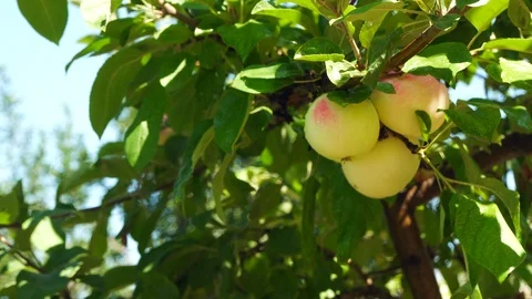 Apple tree with  apples Video stock 94621127
