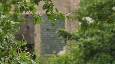 An apple tree with apples moves in the wind towards Stock Footage 206148910