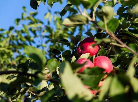 Apple tree with apples Stock Photos