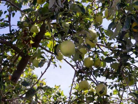 Apple Tree with Apples Foto stock