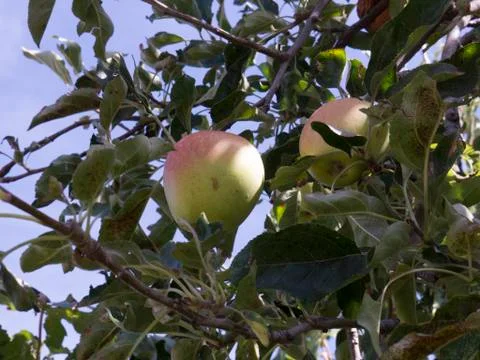 Apple Tree with Apples Foto stock