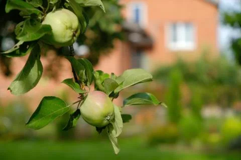 Apple tree with apples Stock Photos