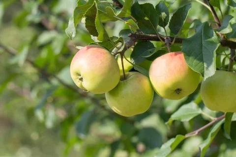 Apple tree with apples Stock Photos