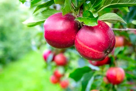 Apple tree with apples Foto stock