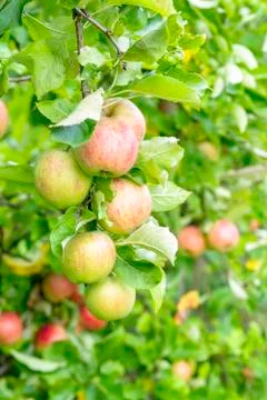Apple tree with apples Foto stock