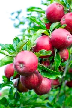 Apple tree with apples Foto stock