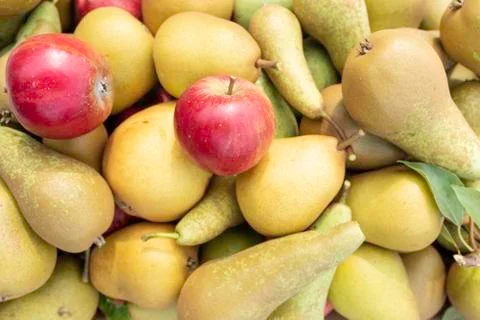 Apple tree with apples Foto stock