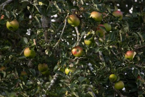 Apple tree with apples ready for picking in late afternoon sun Stock Photos