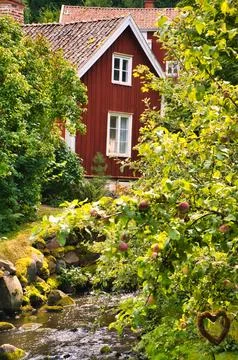 Apple tree with apples by a stream in front of a red Swedish house with garde 写真素材