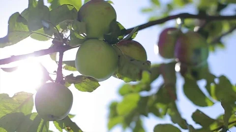 Apple tree.  apples on a tree branch.  Harvesting. The fruit on the tree. Jui 스톡 동영상 82816481