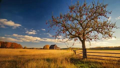 Apple Tree in Autumn Field with Barn in Background Stock Footage 317056466