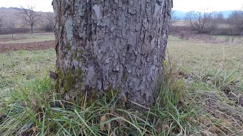 Apple tree on autumn Stock Footage 86573799
