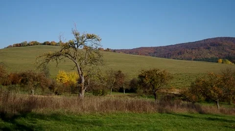 Apple tree in autumn in orchad Stock Footage 57300279