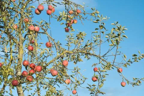 Apple tree in autumn Stock Photos