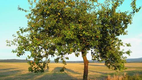 Apple tree in autumn Foto stock