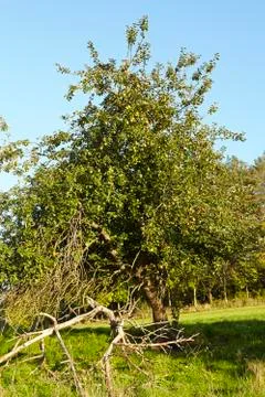 Apple tree at autumn Stock Photos