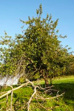 Apple tree at autumn Stock Photos