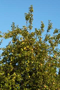 Apple tree at autumn Stock Photos