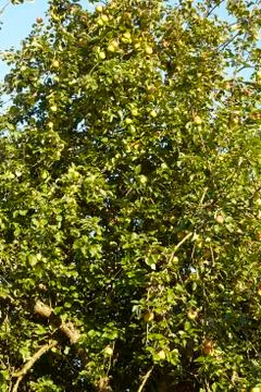 Apple tree at autumn Stock Photos