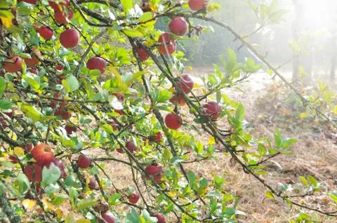 Apple tree in autumn Stock Photos