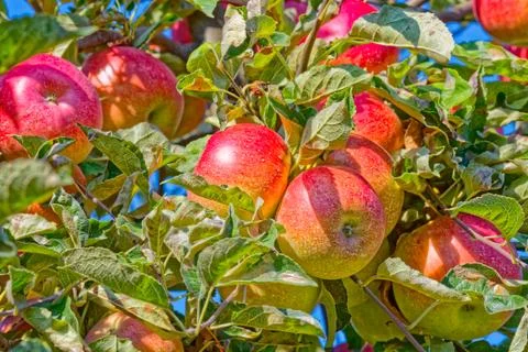 Apple tree in autumn Foto stock
