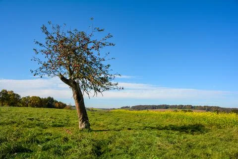 An apple tree in autumn Stock Photos