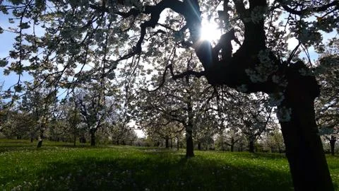 Apple tree. background silhouette 库存照片
