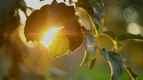 Apple tree background sun Video stock 155755039