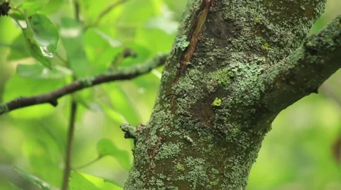Apple tree bark, panorama camera Stock Footage 53104745