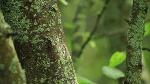 Apple tree bark, panorama camera Stock Footage 53104756