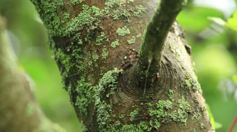 Apple tree bark, panorama camera Stock Footage 53104766